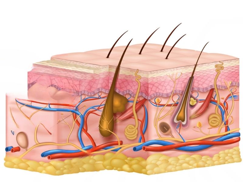 pilonidal-sinus-tedavi-yontemleri-nelerdir